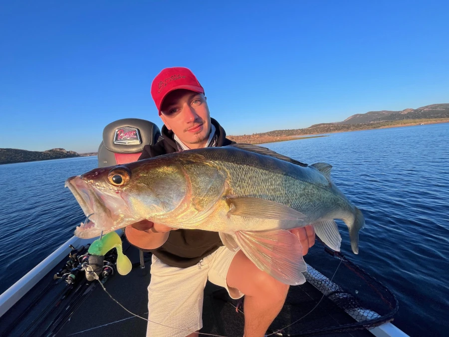 Photo d'un sandre pêché au levé de soleil avec un leurre vert, sur le lac d'orellana en Extremadura. 